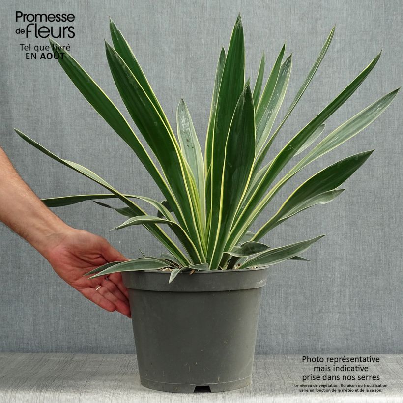 Ejemplar de Yucca gloriosa Variegata - Daga española Maceta 4L/5L entregado en verano