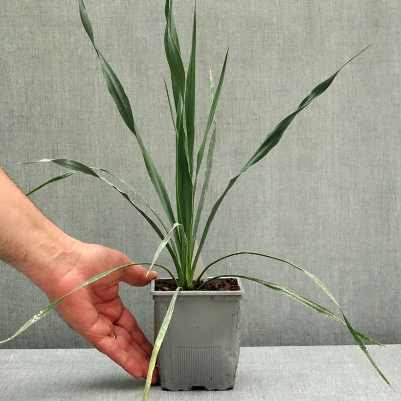 Yucca French Flag Maceta de 12 cm / 13 cm Ejemplar entregado en la primavera