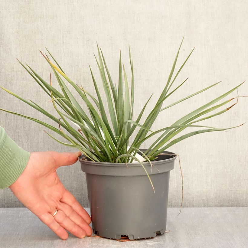 Yucca French Flag Maceta 3L/4L Ejemplar entregado en invierno