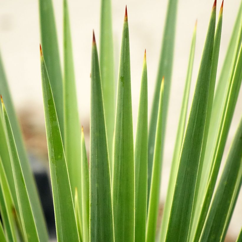 Yucca gloriosa Katana - Daga española (Follaje)