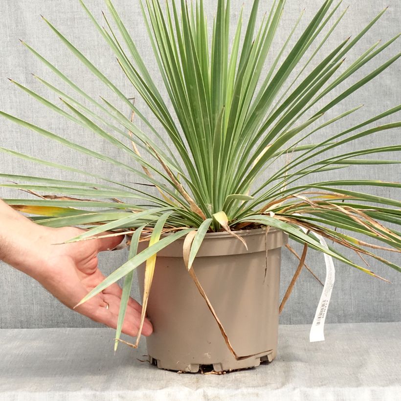 Ejemplar de Yucca gloriosa Katana - Daga española Maceta 4L/5L entregado en verano
