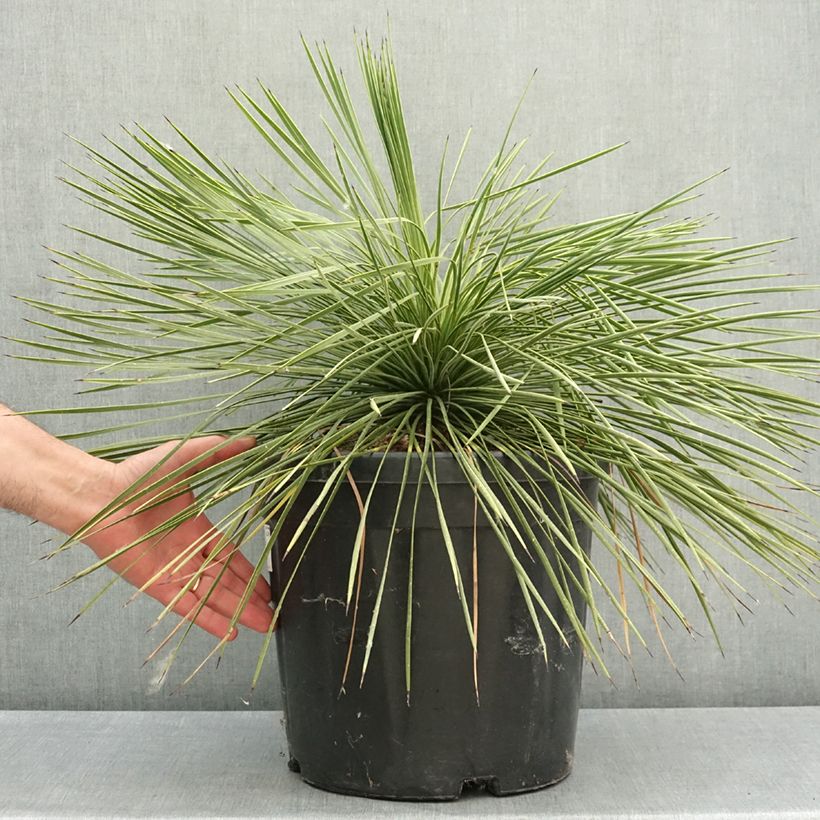 Yucca linearifolia  Maceta 18L/20L Ejemplar entregado en la primavera