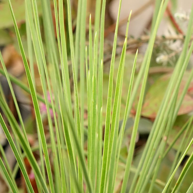 Yucca linearis Cascade (Follaje)