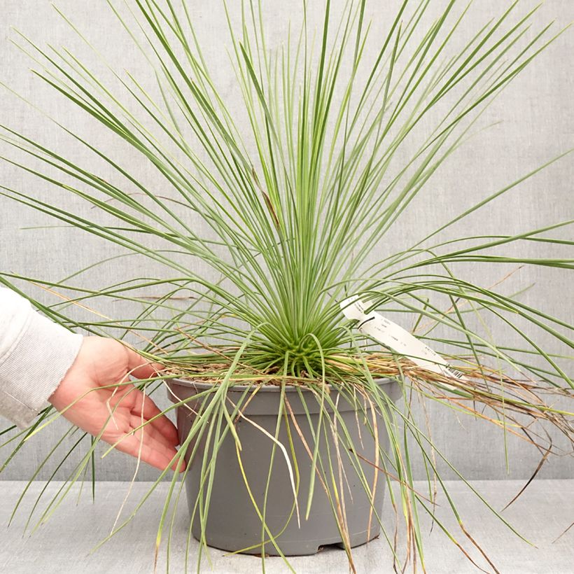 Yucca linearis Cascade Maceta 7,5L/10L Ejemplar entregado en la primavera