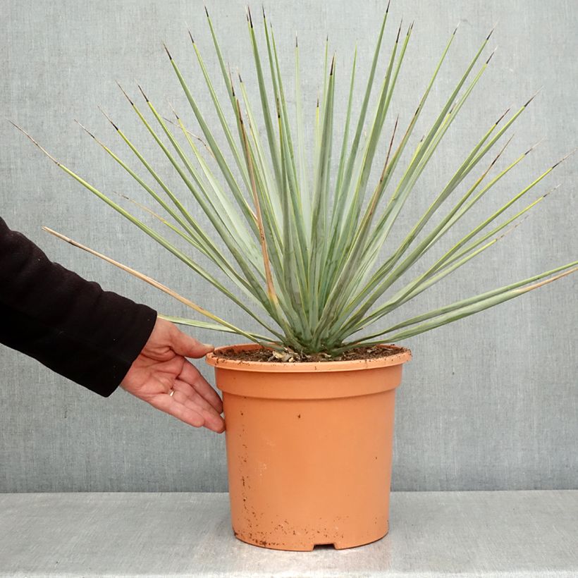 Yucca rigida - Yuca rígida Maceta 7,5L/10L Ejemplar entregado en la primavera