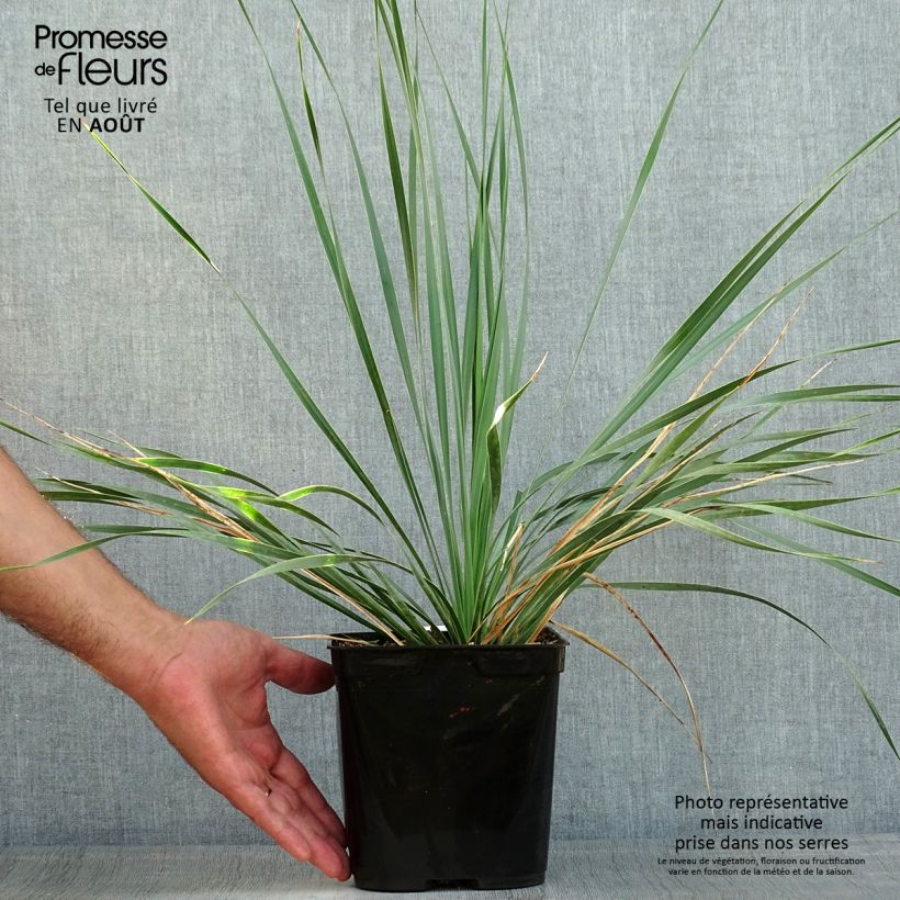 Ejemplar de Yucca rostrata Sapphire Skies - Yuca rostrata Maceta 3L/4L entregado en verano