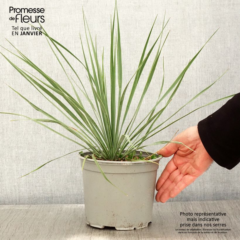 Yucca rostrata Sapphire Skies - Yuca rostrata Maceta 3L/4L Ejemplar entregado en invierno