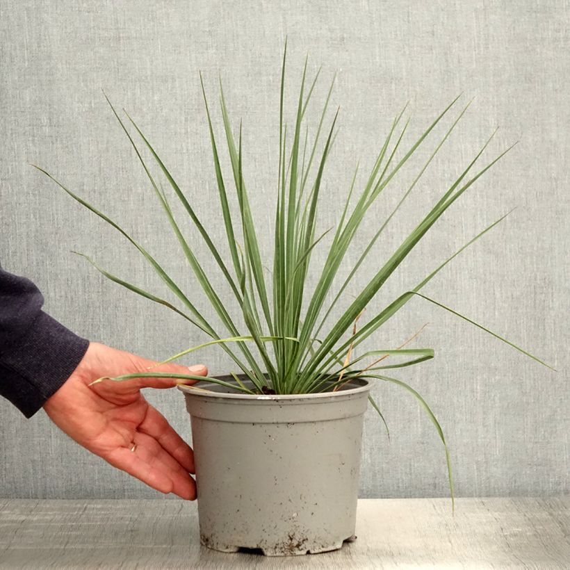 Yucca rostrata Sapphire Skies - Yuca rostrata Maceta 3L/4L Ejemplar entregado en la primavera