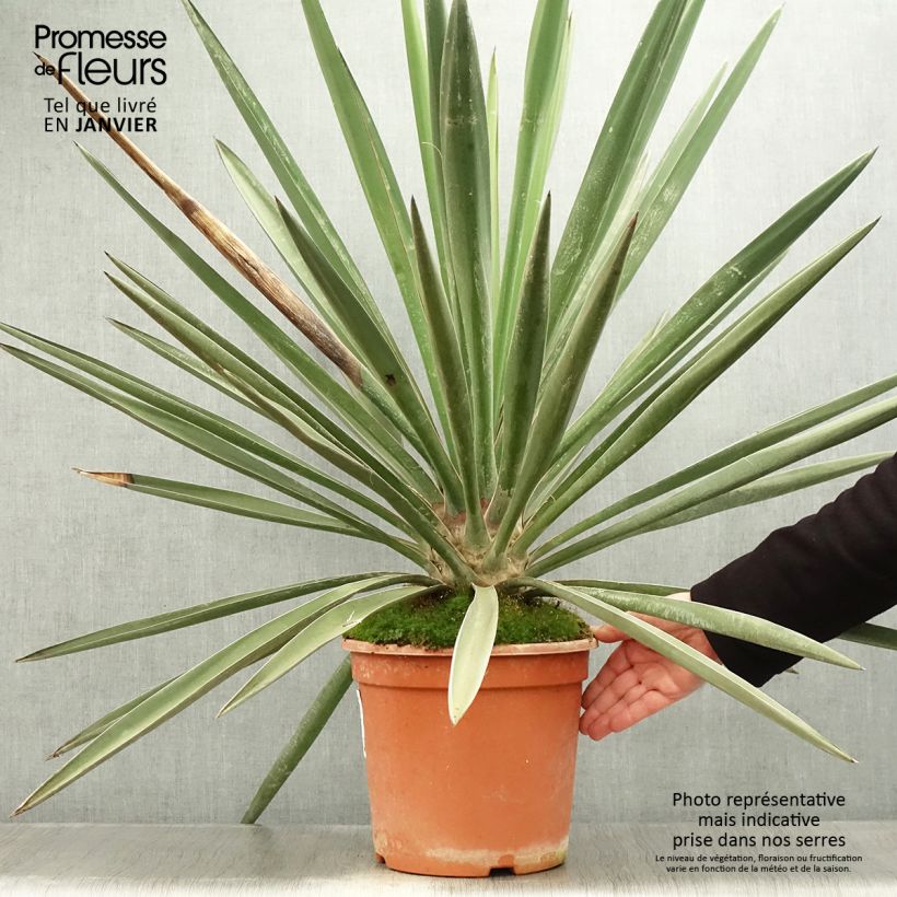 Yucca torreyi - Yuca de Torrey Maceta 7,5L/10L Ejemplar entregado en invierno