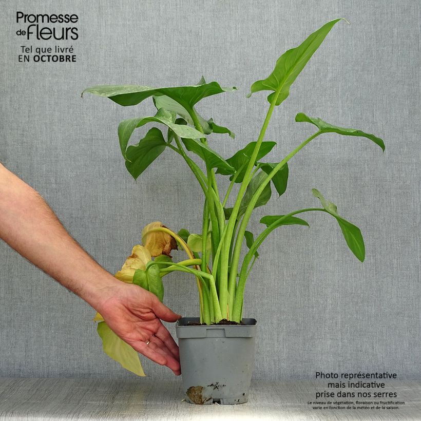 Ejemplar de Zantedeschia aethiopica Pink Flamingo - Cala Maceta 2L/3L entregado en otoño