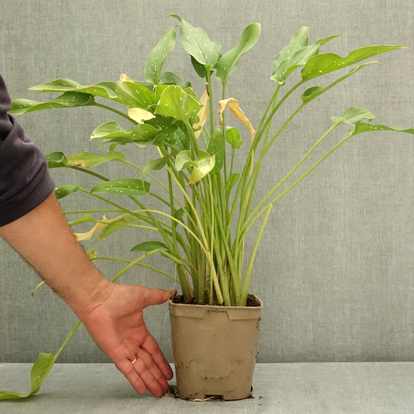 Ejemplar de Zantedeschia aethiopica Scented Lady - Cala Maceta 2L/3L entregado en verano