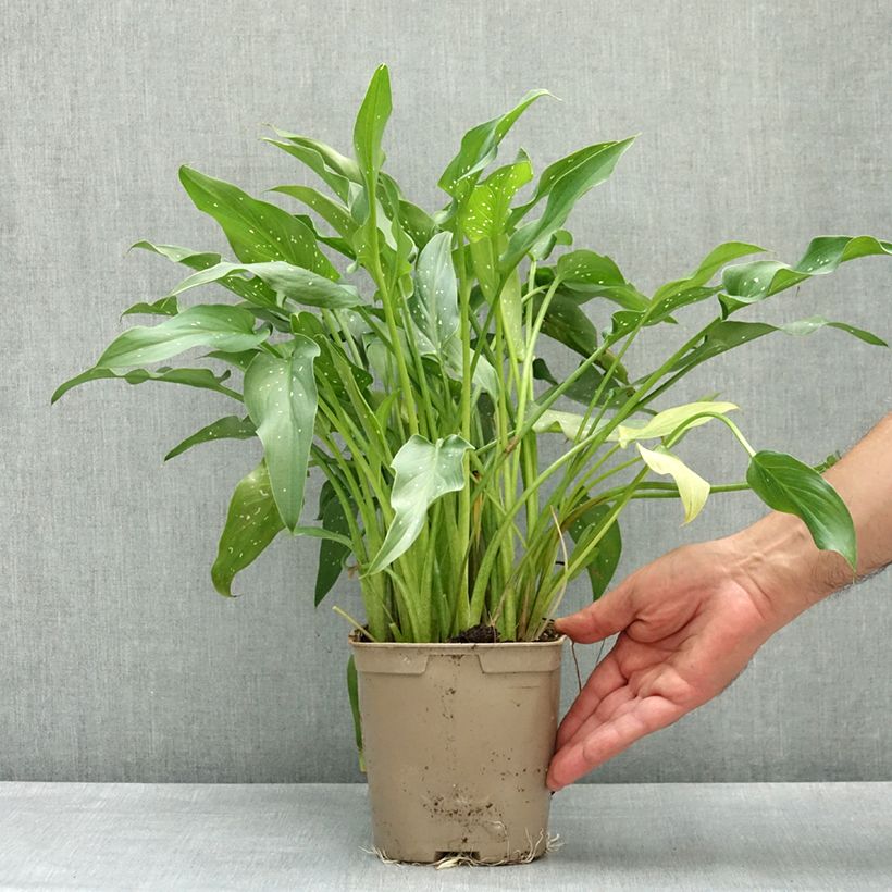 Zantedeschia aethiopica Scented Lady - Cala Maceta 2L/3L Ejemplar entregado en la primavera