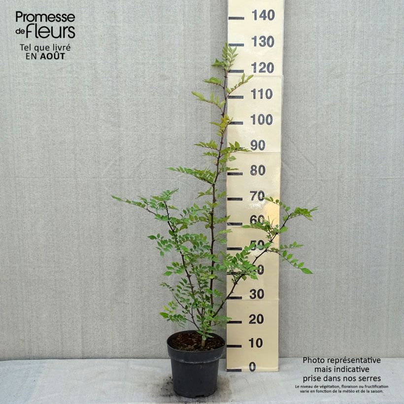 Ejemplar de Zanthoxylum americanum - Fresno espinoso Maceta 4L/5L entregado en verano