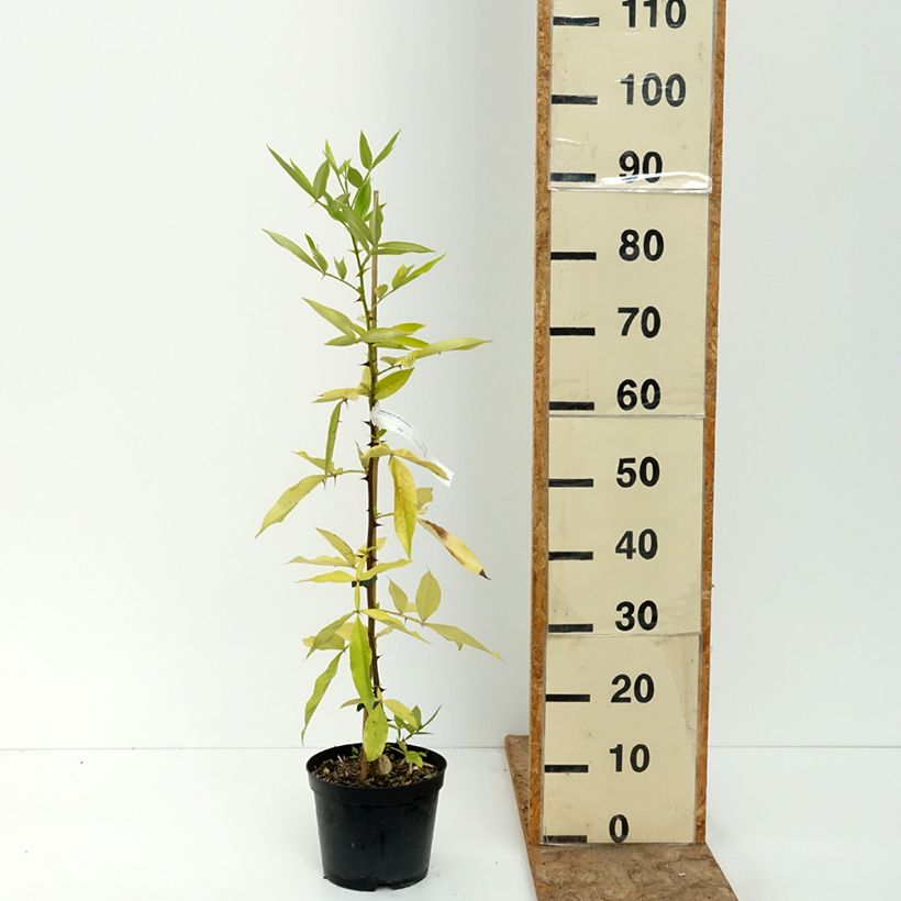 Ejemplar de Zanthoxylum armatum - Pimienta de Timut Maceta 3L/4L entregado en verano