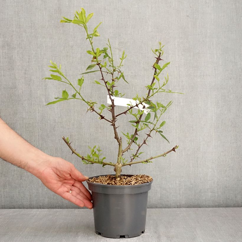 Zanthoxylum armatum - Pimienta de Timut Maceta 3L/4L Ejemplar entregado en la primavera