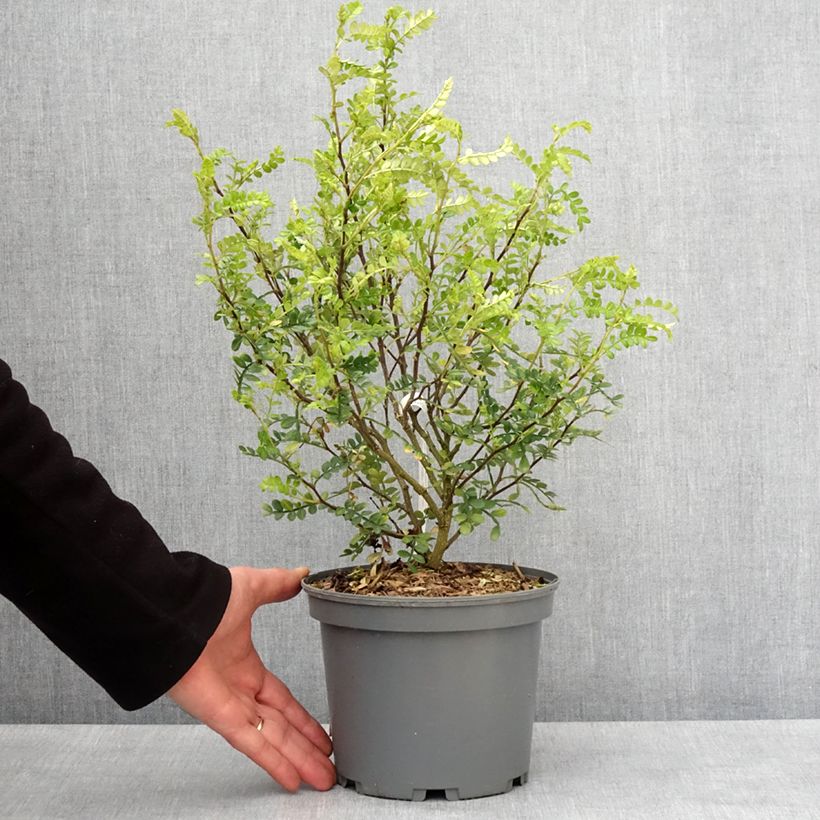 Pimentero chino - Zanthoxylum beecheyanum Maceta 3L/4L Ejemplar entregado en invierno