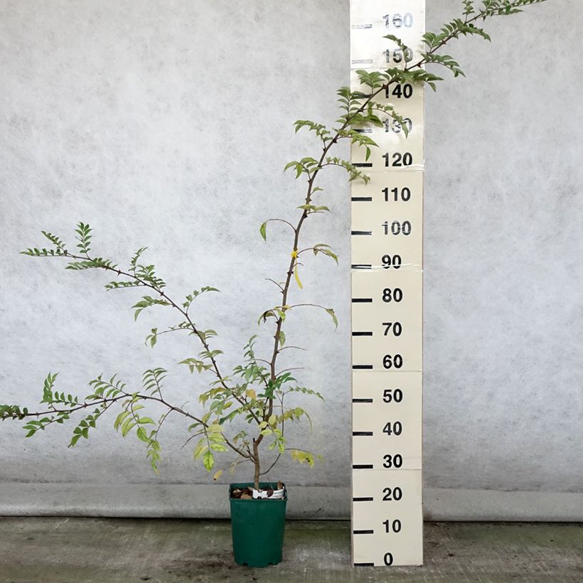 Ejemplar de Pimientero coreano - Zanthoxylum coreanum Maceta 4L/5L entregado en verano
