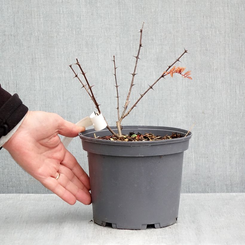 Ejemplar de Zanthoxylum piperitum Black Magic - Pimentero japonés Maceta 2L/3L entregado en otoño