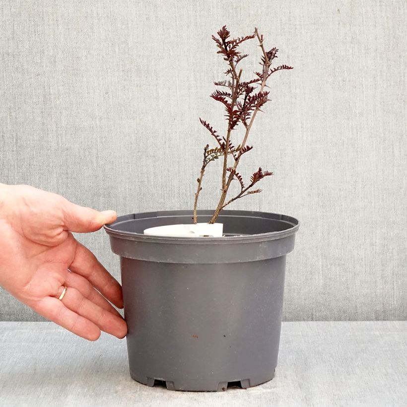 Zanthoxylum piperitum Black Magic - Pimentero japonés Maceta 2L/3L Ejemplar entregado en la primavera