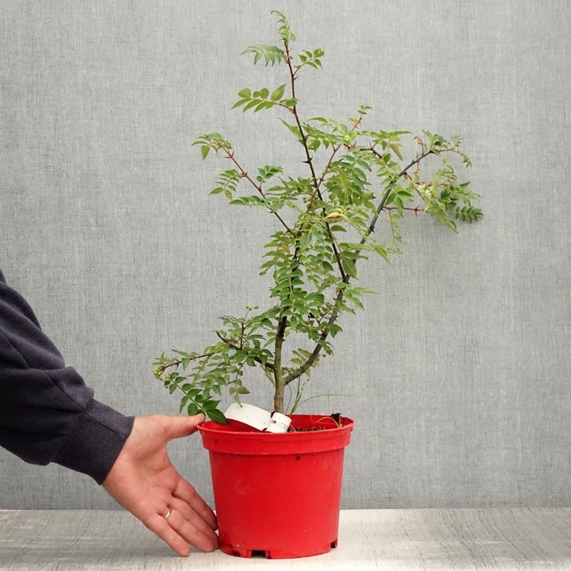 Ejemplar de Zanthoxylum piperitum Black Magic - Pimentero japonés Maceta 2L/3L entregado en verano