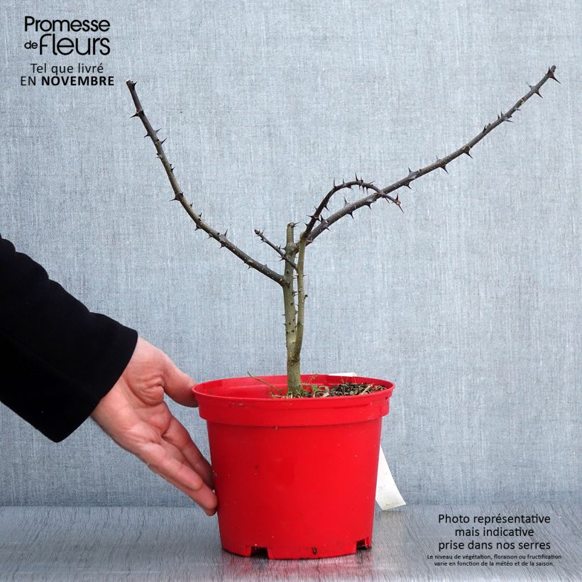 Ejemplar de Pimentero japonés - Zanthoxylum schinifolium Maceta 3L/4L entregado en otoño