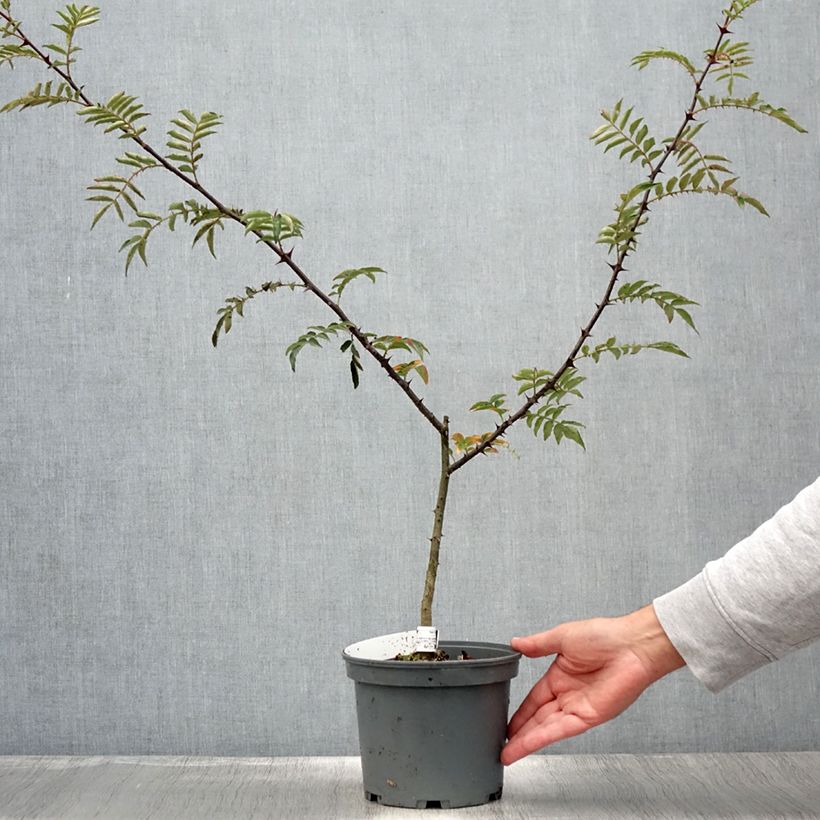 Ejemplar de Pimentero japonés - Zanthoxylum schinifolium Maceta 3L/4L entregado en verano