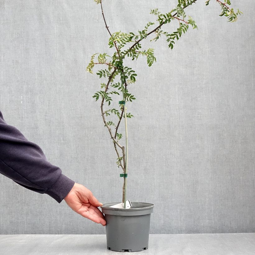 Pimentero japonés - Zanthoxylum schinifolium Maceta 3L/4L Ejemplar entregado en la primavera