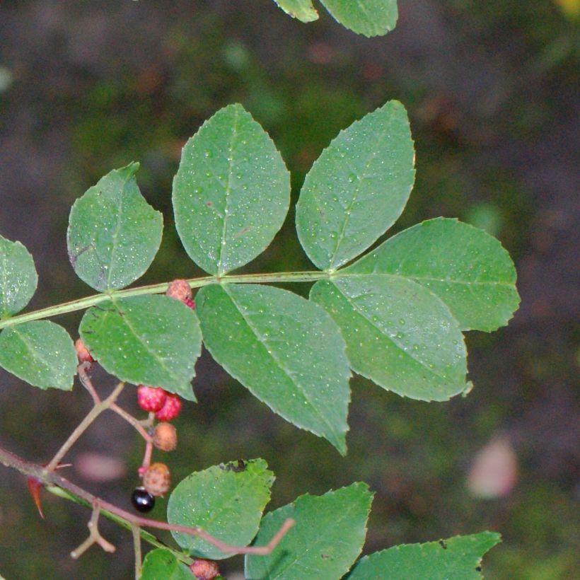 Pimentero japonés - Zanthoxylum simulans (Follaje)
