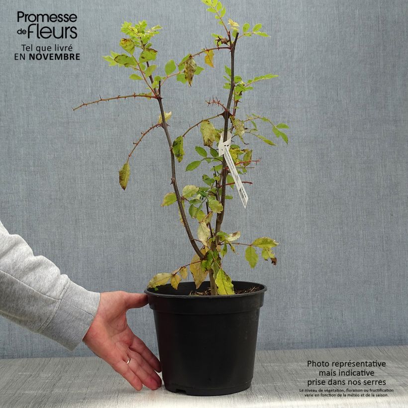 Ejemplar de Pimentero japonés - Zanthoxylum simulans Maceta 2L/3L entregado en otoño
