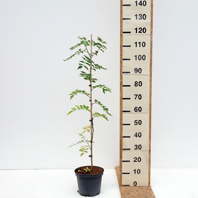 Ejemplar de Pimentero japonés - Zanthoxylum simulans Maceta 4L/5L entregado en otoño