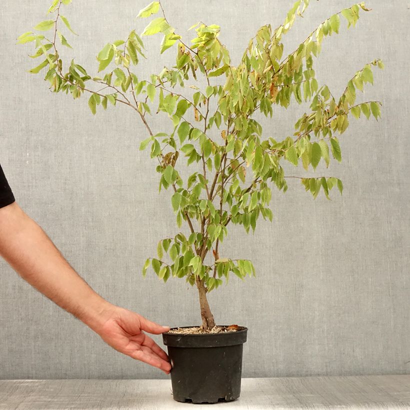 Ejemplar de Zelkova serrata Maceta 3L/4L entregado en verano