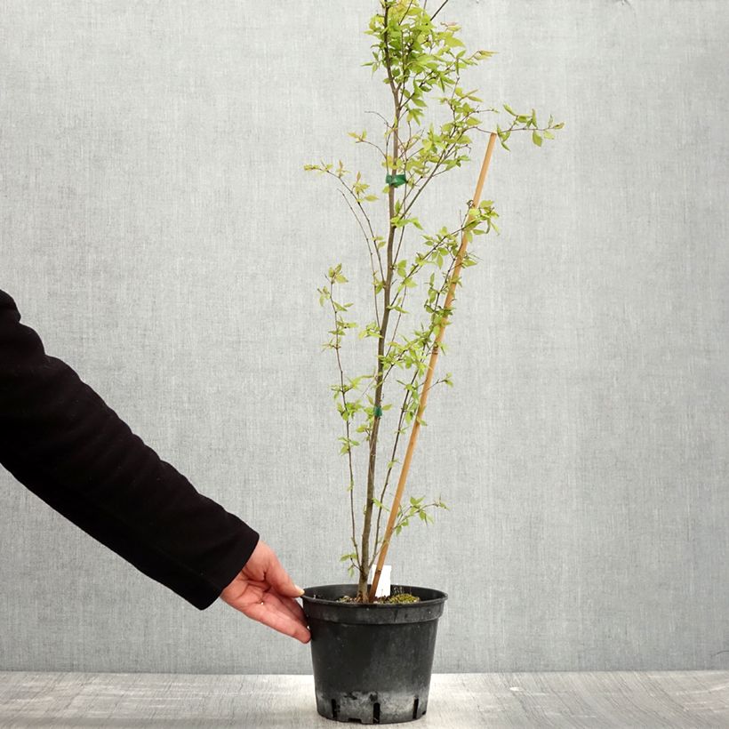 Zelkova serrata Maceta 3L/4L Ejemplar entregado en la primavera