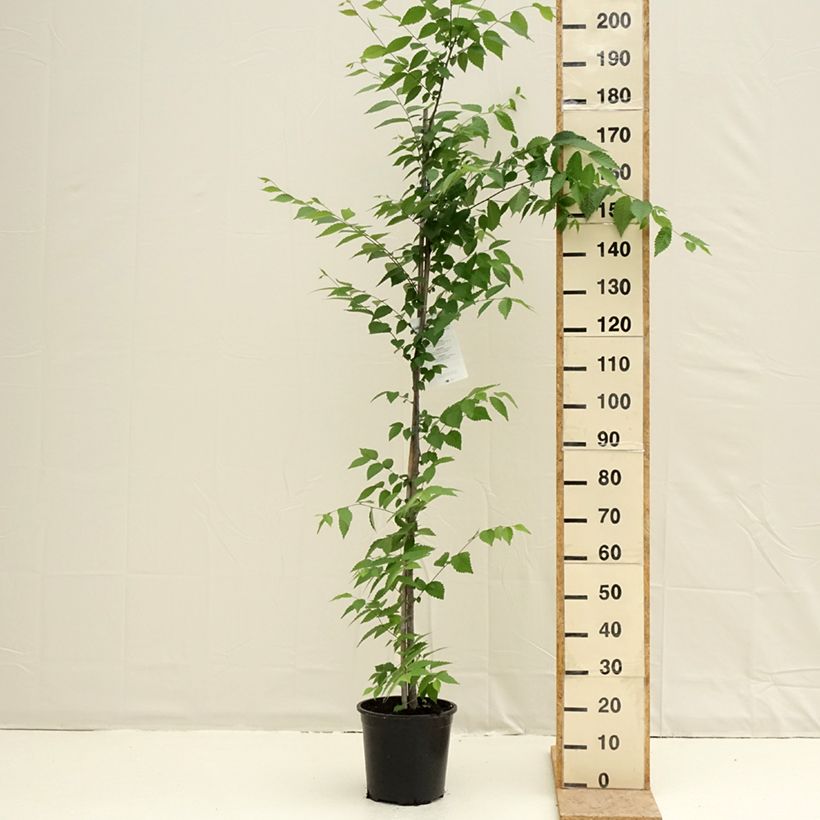 Zelkova serrata Maceta 7,5L/10L Ejemplar entregado en la primavera