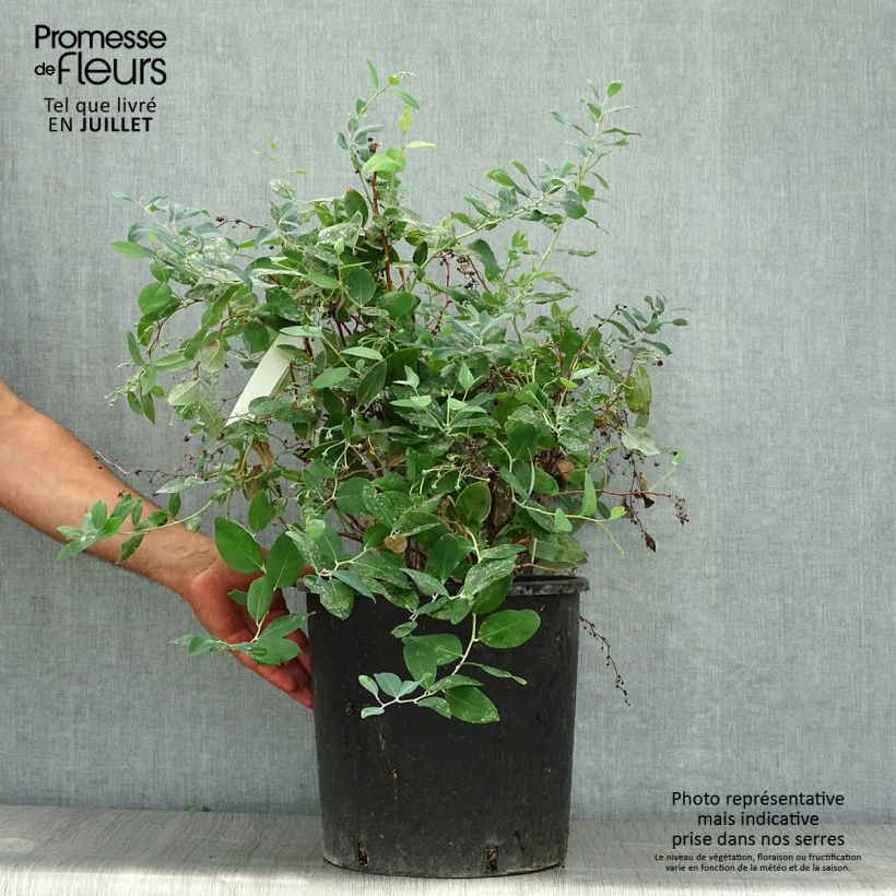 Ejemplar de Zenobia pulverulenta Blue Sky Maceta 12L/15L entregado en verano