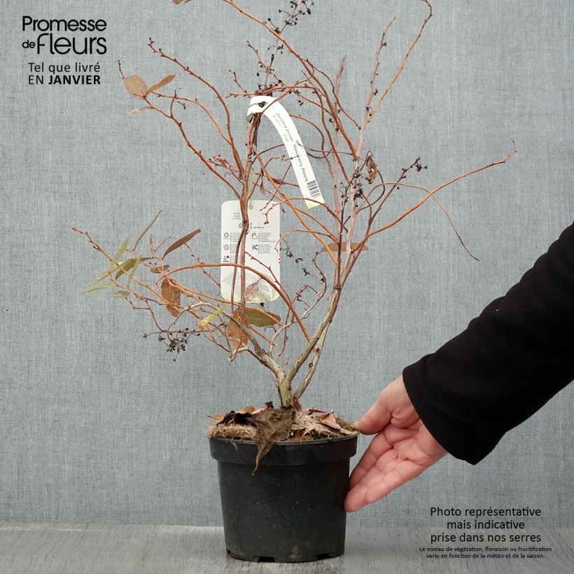 Zenobia pulverulenta Raspberry Ripple Maceta 2L/3L Ejemplar entregado en invierno