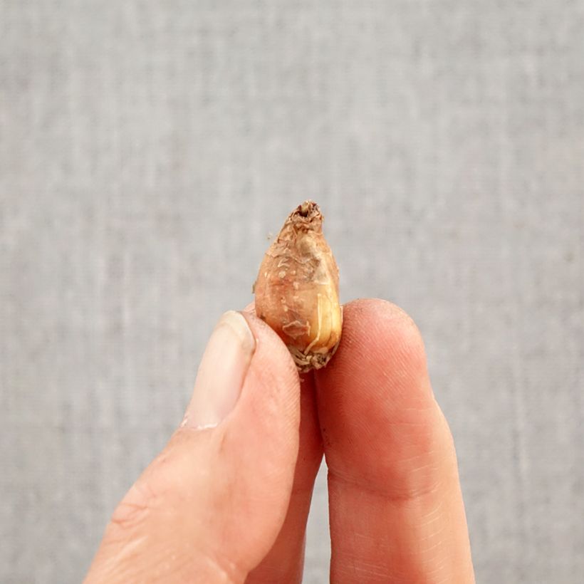 Zephyranthes candida - Lirio de lluvia blanco Bulbo calibre I Ejemplar entregado en la primavera