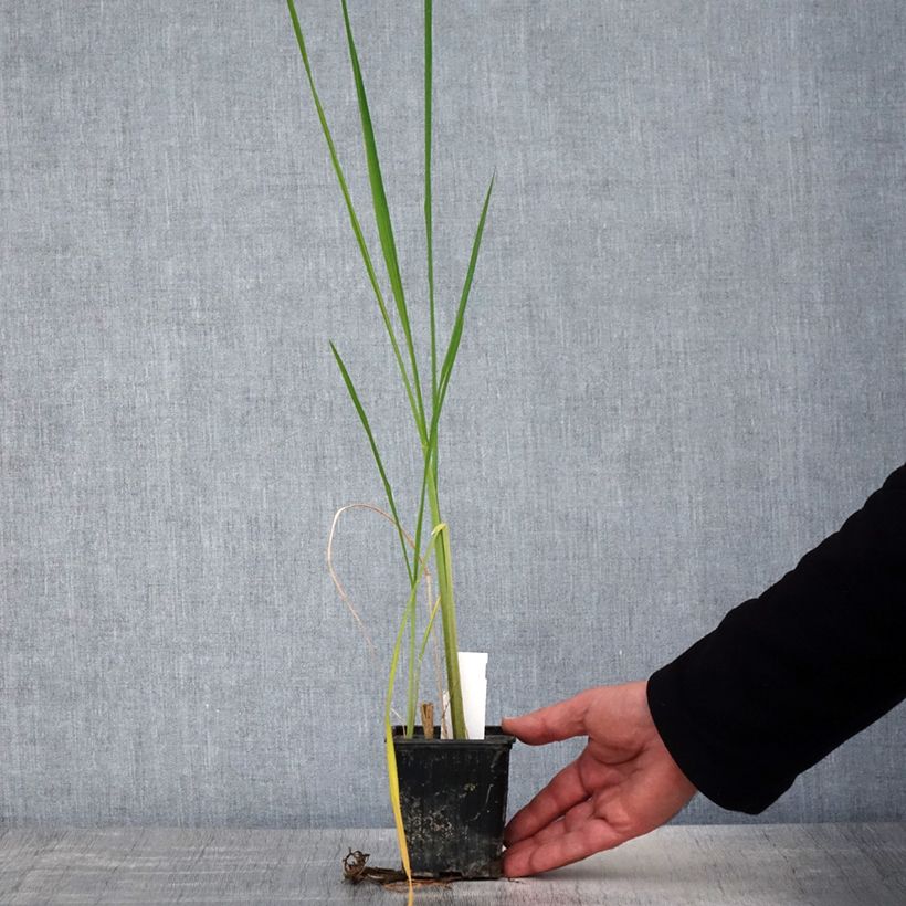Zizania latifolia Maceta de 8/9 cm Ejemplar entregado en la primavera