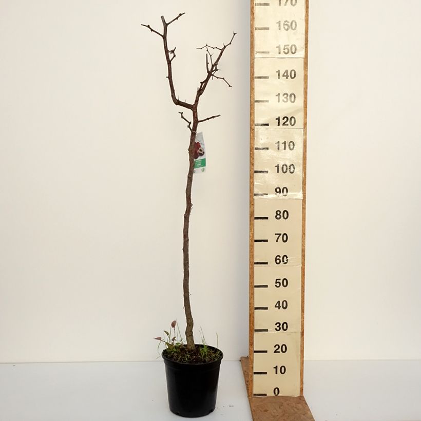 Ejemplar de Azufaifo - Ziziphus jujuba Maceta 12L/15L entregado en otoño
