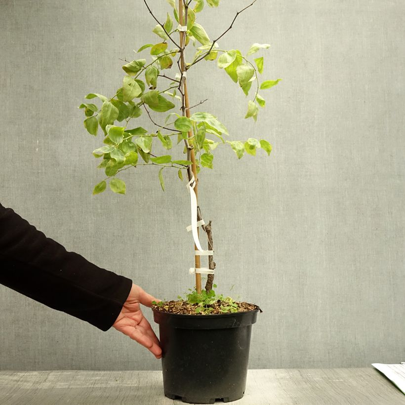 Ejemplar de Azufaifo Li - Ziziphus jujuba Maceta 2L/3L, Formación arbustiva entregado en otoño