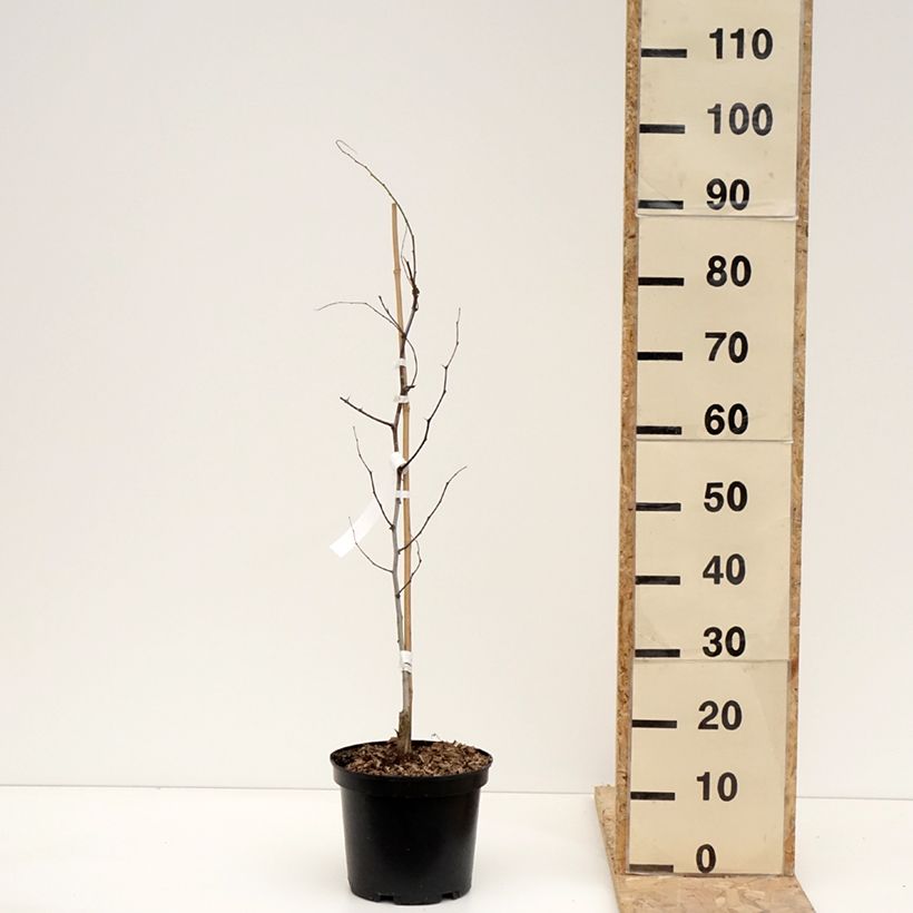 Azufaifo Li - Ziziphus jujuba Maceta 2L/3L, Formación arbustiva Ejemplar entregado en invierno