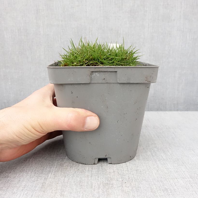 Zoysia tenuifolia Maceta 2L/3L Ejemplar entregado en invierno