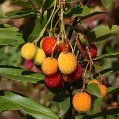 Madroño - Arbutus unedo Roselily Minlily