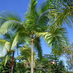 Palmera de Cunningham - Archontophoenix cunninghamiana
