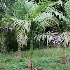Palmera del Rio Walsh - Archontophoenix maxima