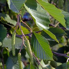 Aliso gris - Alnus incana