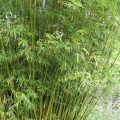 Bambusa glaucescens - Bambú de Seto