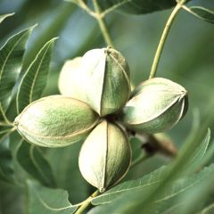 Nuez americana - Carya illinoinensis
