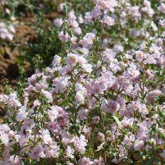 Clarkia unguiculata Apple Blossom - Godetia