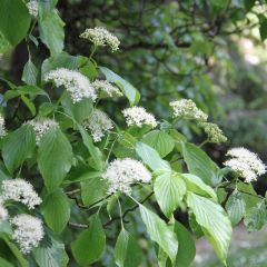 Cornus alternifolia - Cornejo de hojas alternas