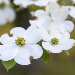 Cornus florida - Cornejo florido